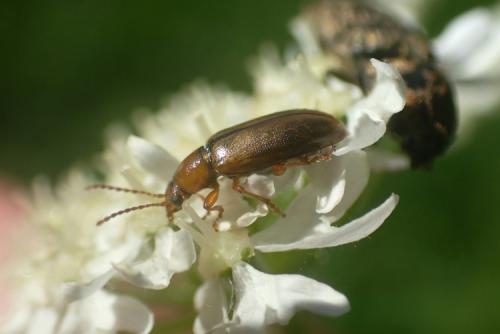 Orsodacne cerasi